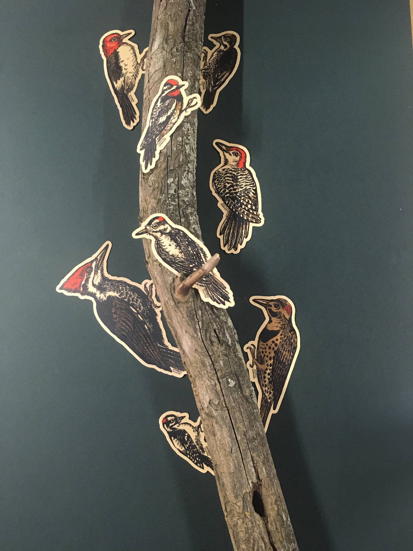 Woodpecker Sticker Set