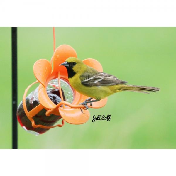 Jelly and Jam Feeder